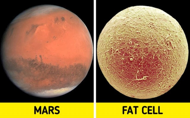 2. Mars i masna stanica