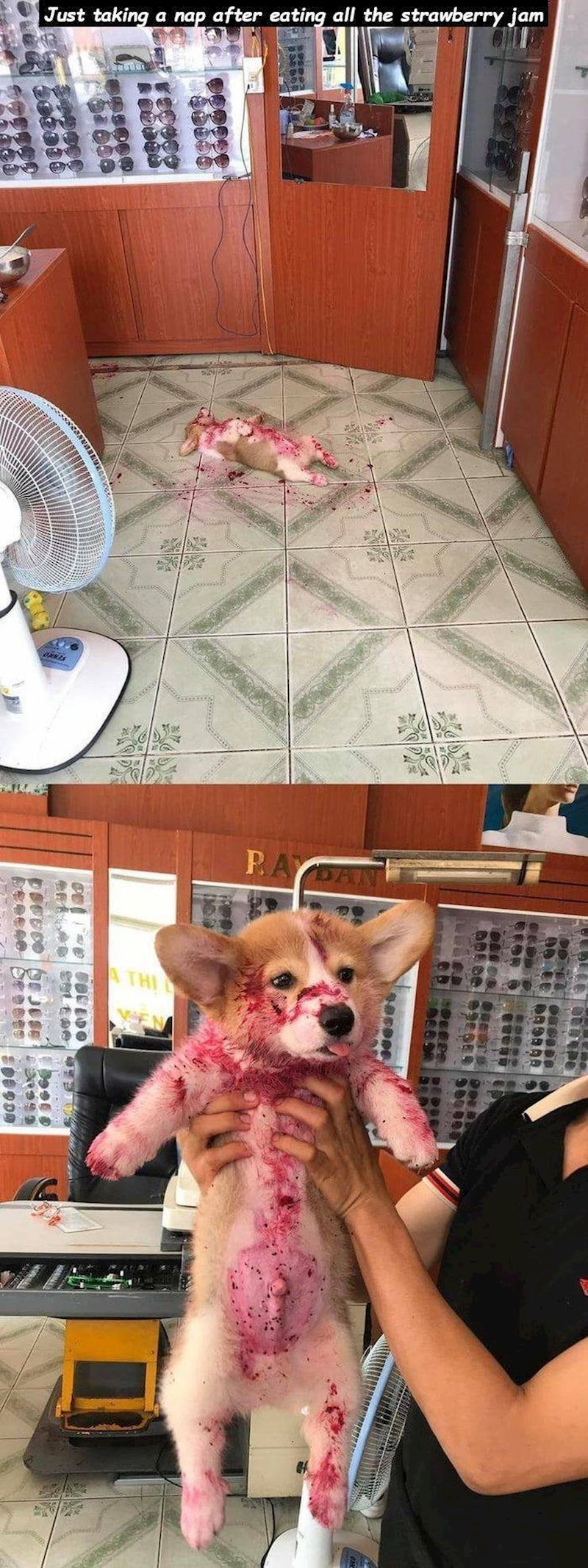 ...jer ovaj preslatki psić samo se prejeo džema od jagode i malo zalegao. :)