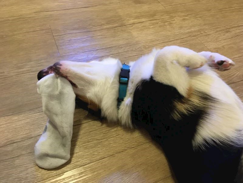 15. Zaspala je sa smrdljivom čarapom u ustima