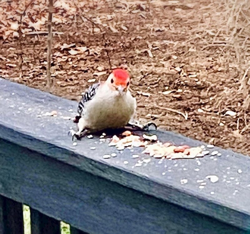 3. Ptica koja ovako sjedi dok jede