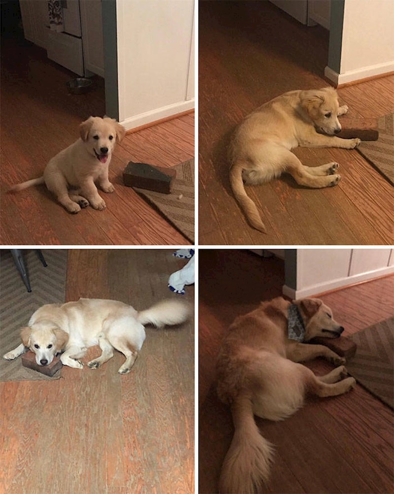 16. Njezina najbolja prijateljica je - cigla