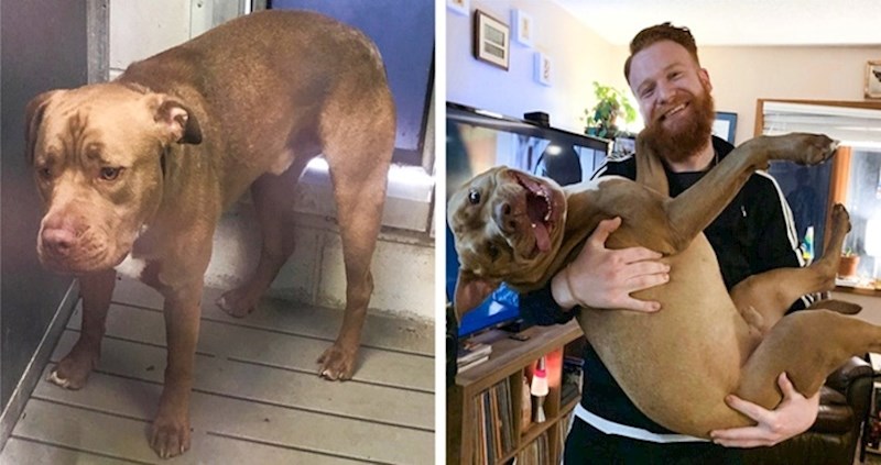 15 životinja koje su se transformirale nakon što su osjetile ljudsku ljubav