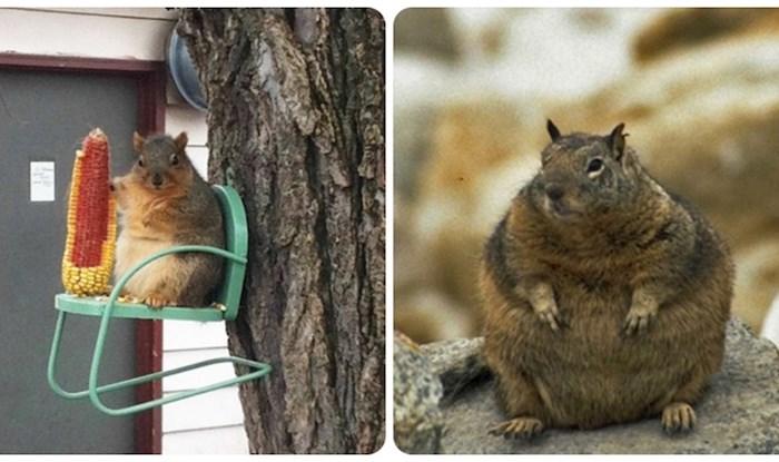 20 smiješnih vjeverica koje su preko zime nakupile malo viška i morale bi na dijetu