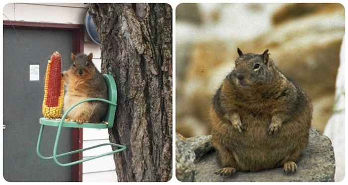 20 smiješnih vjeverica koje su preko zime nakupile malo viška i morale bi na dijetu
