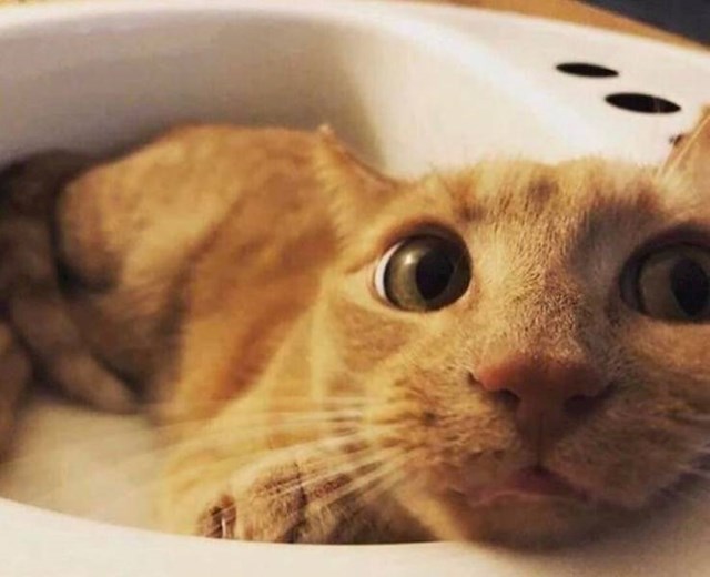 2. "Naša maca obožava umivaonike! Zato smo joj odlučili nabaviti njezin vlastiti. Ovako je reagirala."