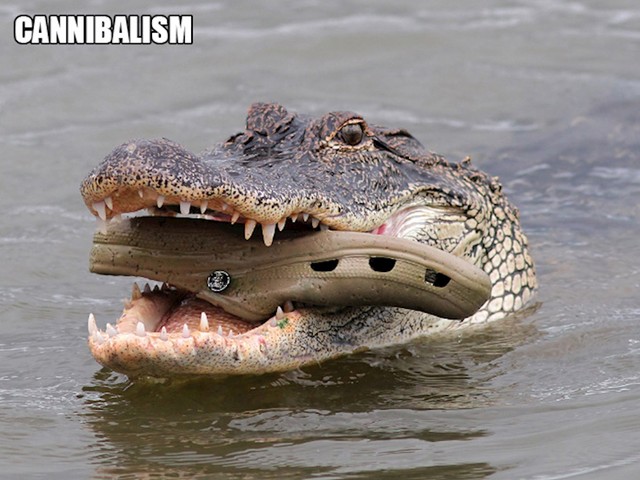 4. Kanibalizam...