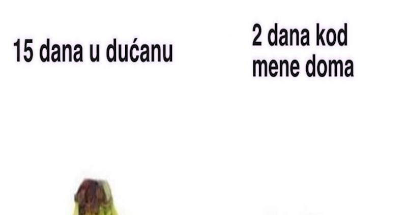 Fora pokazuje kako se banane ponašaju u dućanu i nakon što ih kupimo, hit je