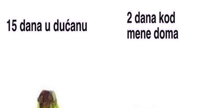 Fora pokazuje kako se banane ponašaju u dućanu i nakon što ih kupimo, hit je