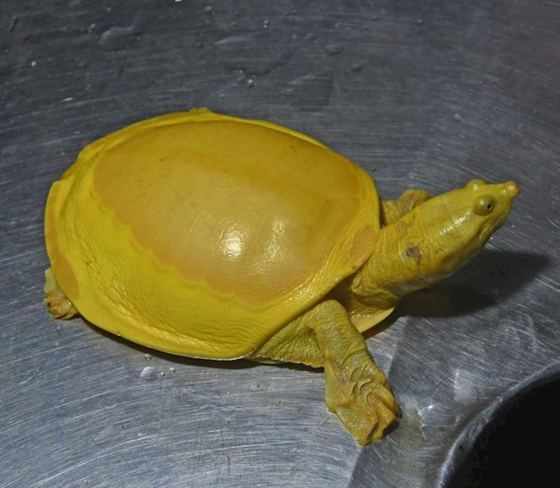 "Kornjača koja izgleda kao otopljeni sir."