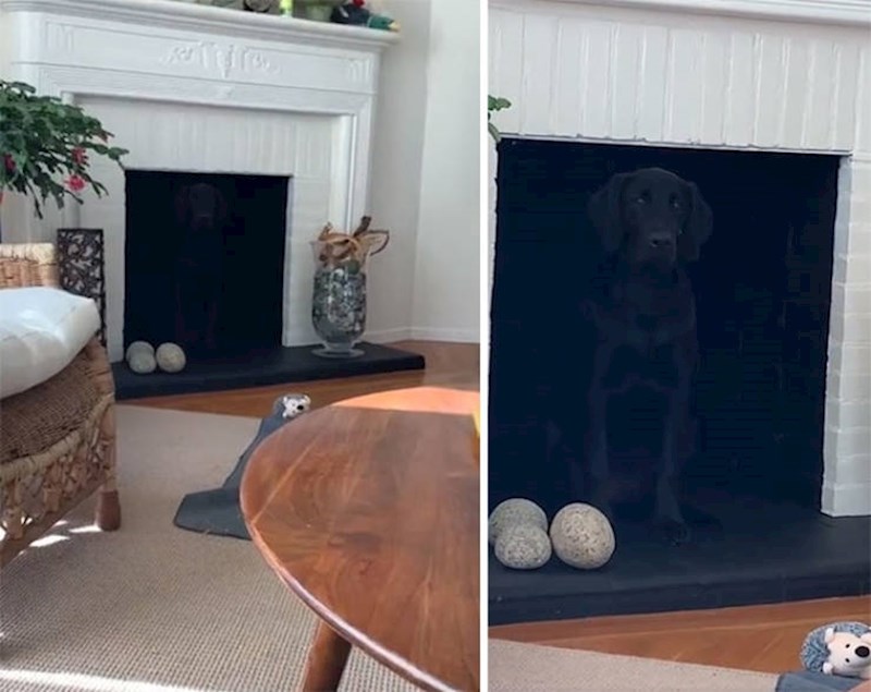 17. Vidite li vi tu psa? Mi ne😆