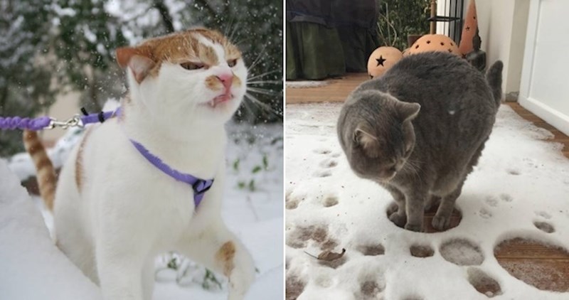 Fotke koje savršeno pokazuju koliko se mačke užasavaju snijega