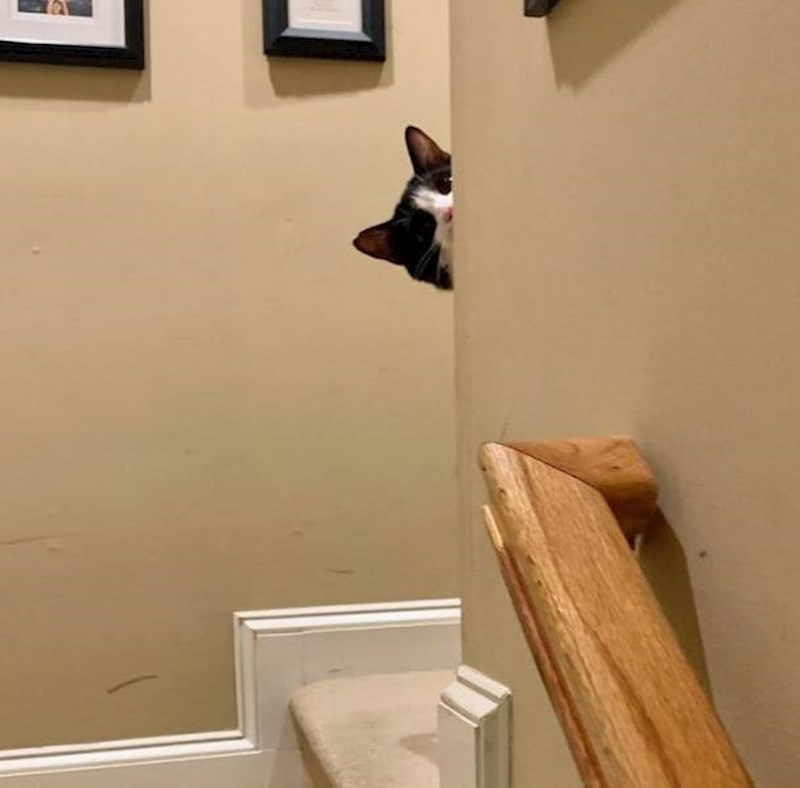 10. Ovako se javlja kad netko uđe u kuću