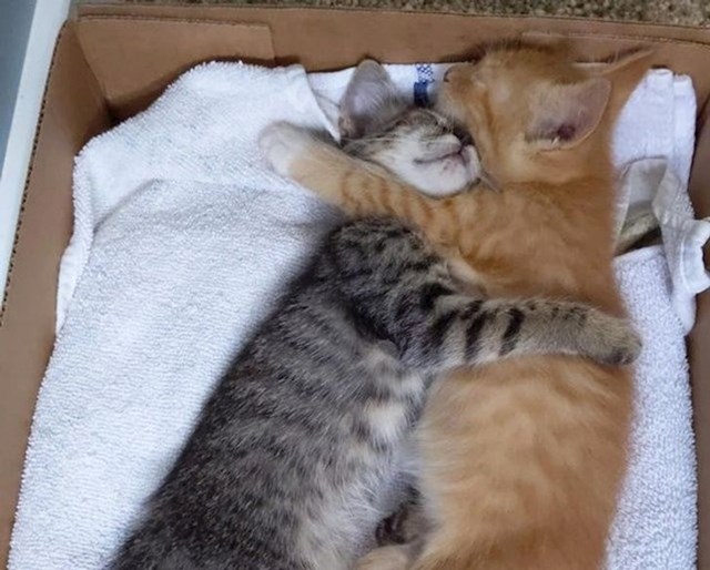 5. Pratile su ženu do doma i kad ih je primila u kuću mirno zaspale u zagrljaju.