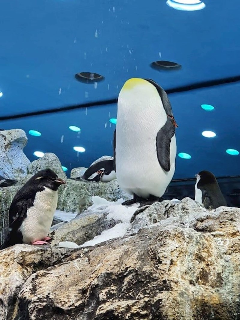 3. Pingvin bez glave.