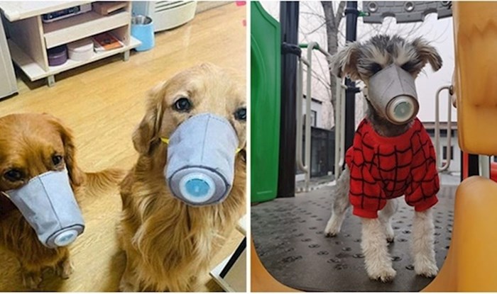 Kinezi masovno kupuju maske za pse kako bi zaštitili svoje ljubimce od koronavirusa