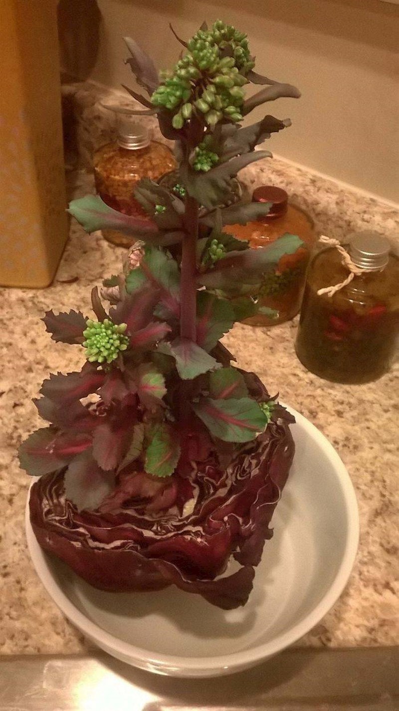 4. Što možete očekivati ako zaboravite na kupus u frižideru