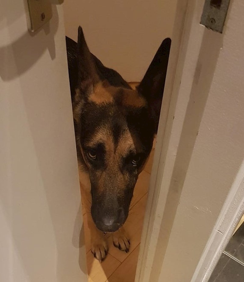 "Želi probati novu mačju hranu."