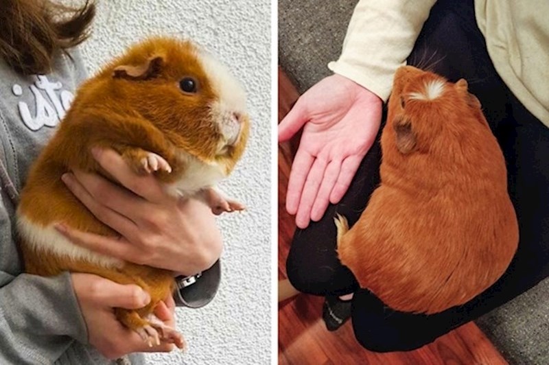 15. Zamorci mogu narasti do začuđujućih veličina...