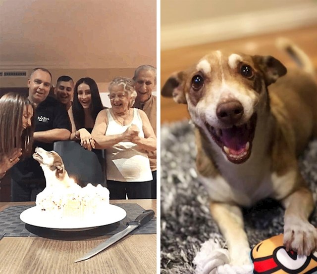 3. Obitelj je svojem 13-godišnjem psu priredila zabavu za rođendan. Pogledajte kako li je samo sretan. :)