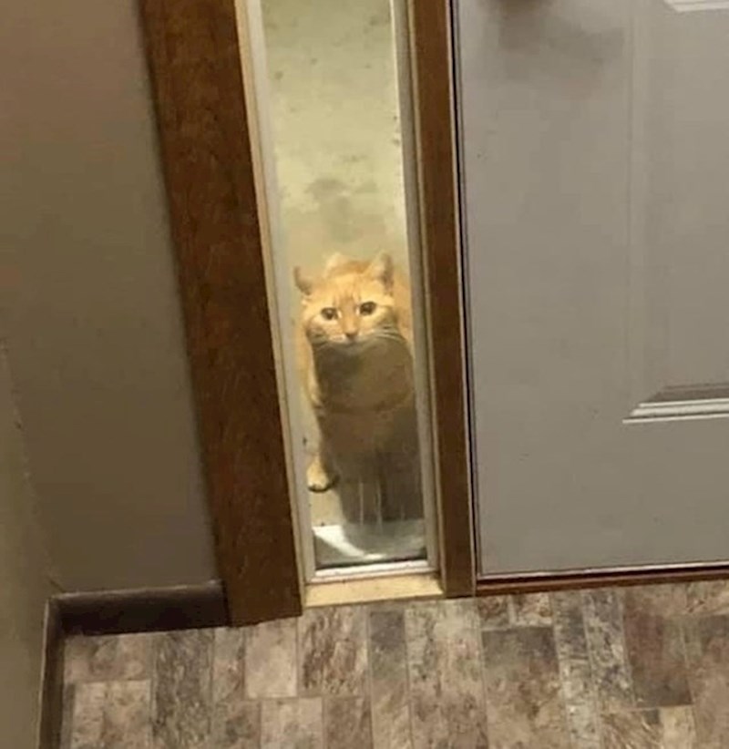 8."Jednom sam zamjaukao na susjedovu mačku i od tada redovito navrati do moje kuće čisto da provjeri što radim."