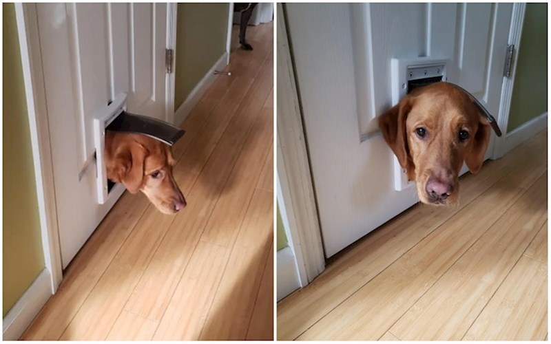 1. Zapela je, ali nije htjela lajati i pozvati nekoga u pomoć, pa je ovako stajala sigurno sat vremena.