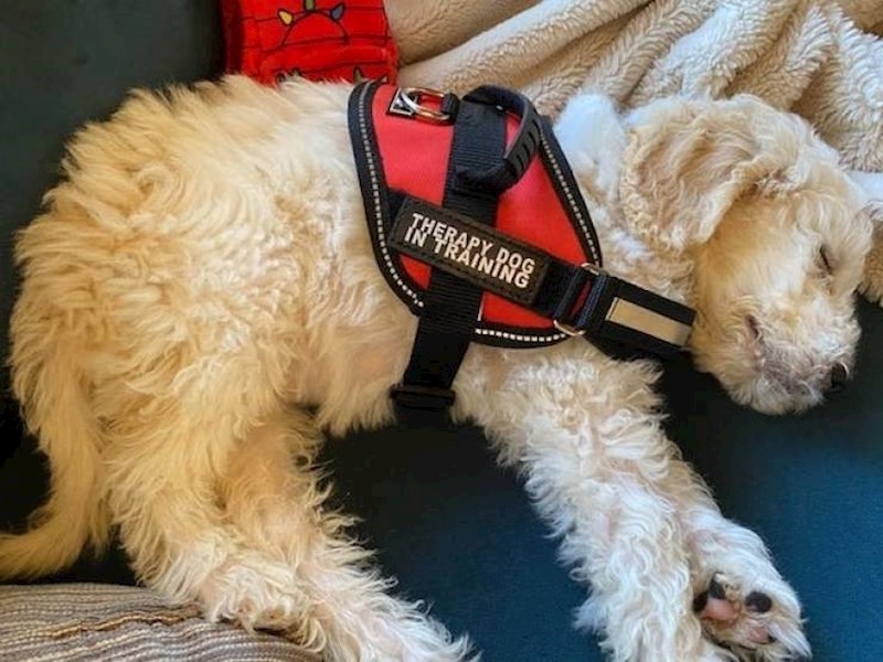 Terapijski pas u treningu.