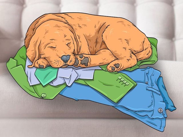 3. Zašto psi spavaju na odjeći?