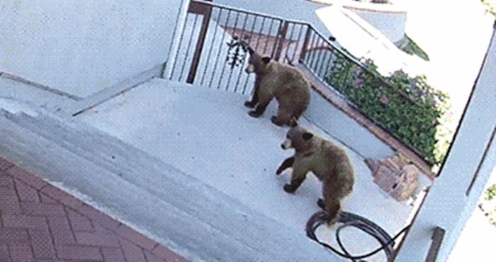 Sigurnosna kamera snimila nevjerojatnu scenu, pogledajte tko je "obranio" dvorište od medvjeda