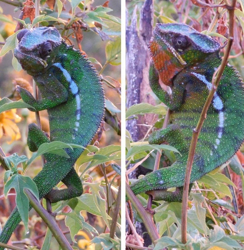 13. Prije i nakon što je skužio fotografa😝