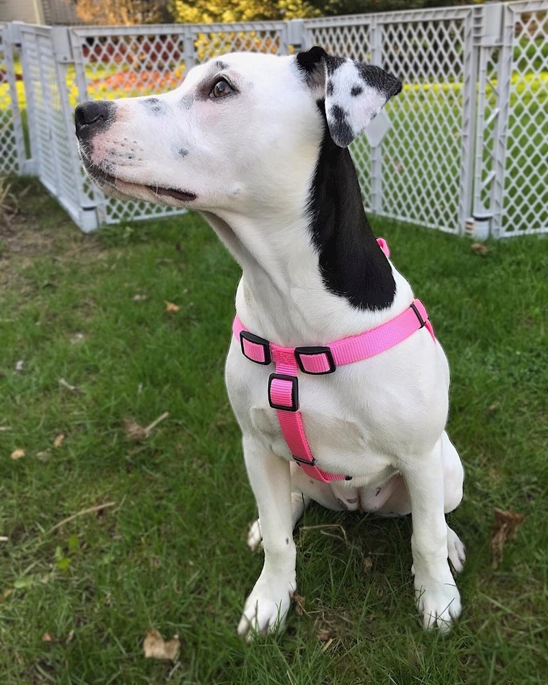 "Pas koji na uhu ima svoj selfie."