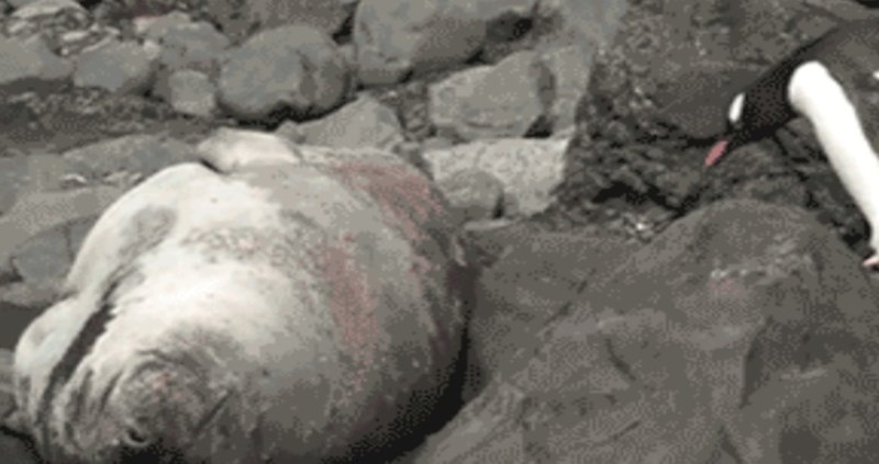 Pingvin je ugazio tuljana i probudio ga, morate vidjeti njegovu reakciju