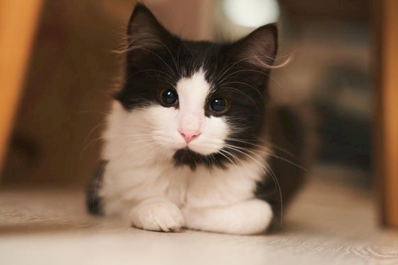 8. Maca koja izgleda kao pilot ili agent u call centru.😝