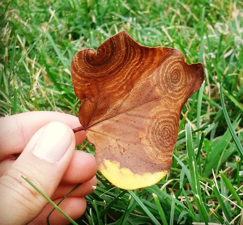 6. List koji izgleda kao da je drven.