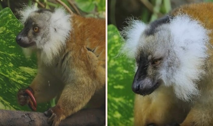 VIDEO Jeste li znali da se lemuri 'drogiraju' otrovnim stonogama?