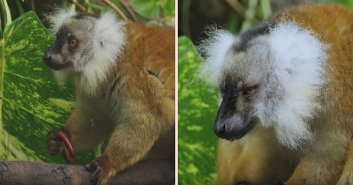 VIDEO Jeste li znali da se lemuri 'drogiraju' otrovnim stonogama?