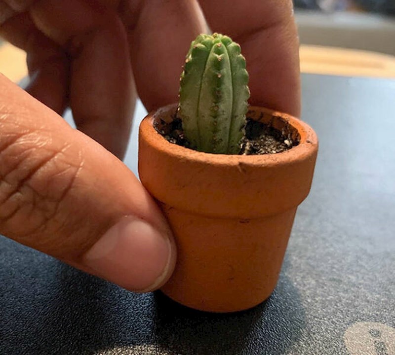 2. Muž joj je zabranio da kupuje biljke jer "više nemaju mjesta". Šah-mat!