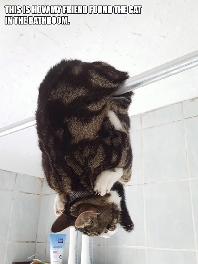 3. Moj prijatelj pronašao je svoju mačku u kupaoni u ovoj pozi