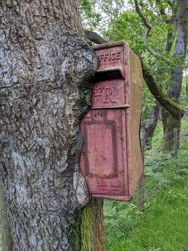 3. Stablo je "pojelo" stari poštanski sandučić