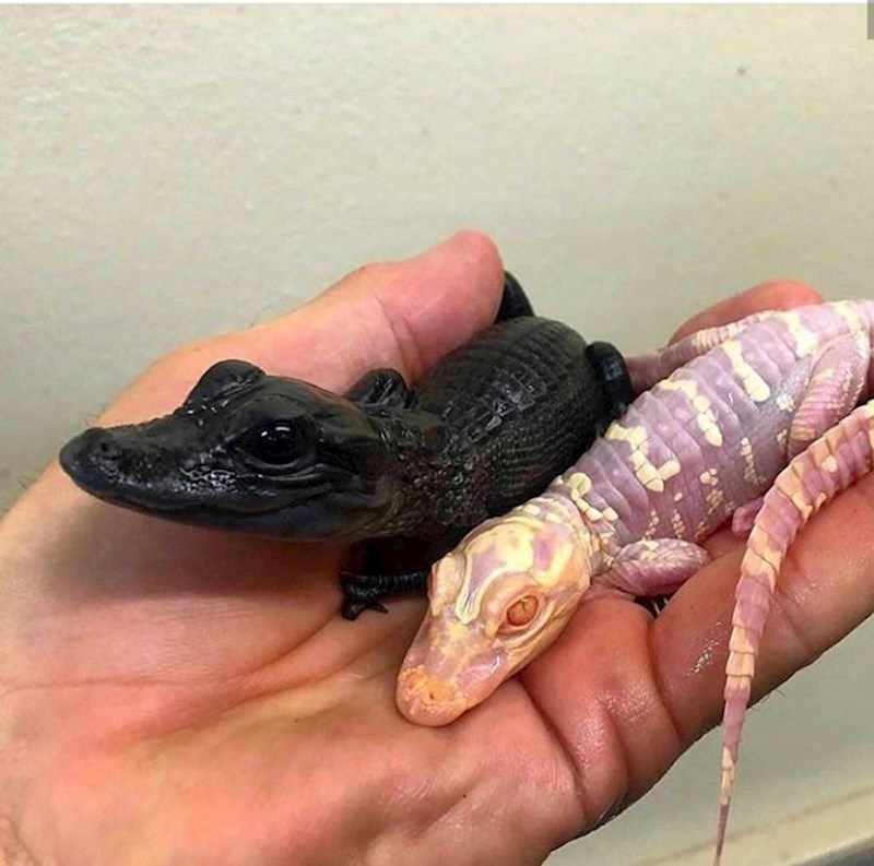 "Braća potpuno različite kože."