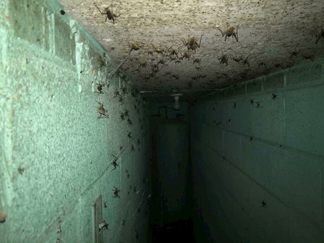 4. Saznao je da se ispod kuće u kojoj živi nalazi zakopani bunker. Provukao je ruku kako bi fotkao ovu ekstremno jezivu fotku.