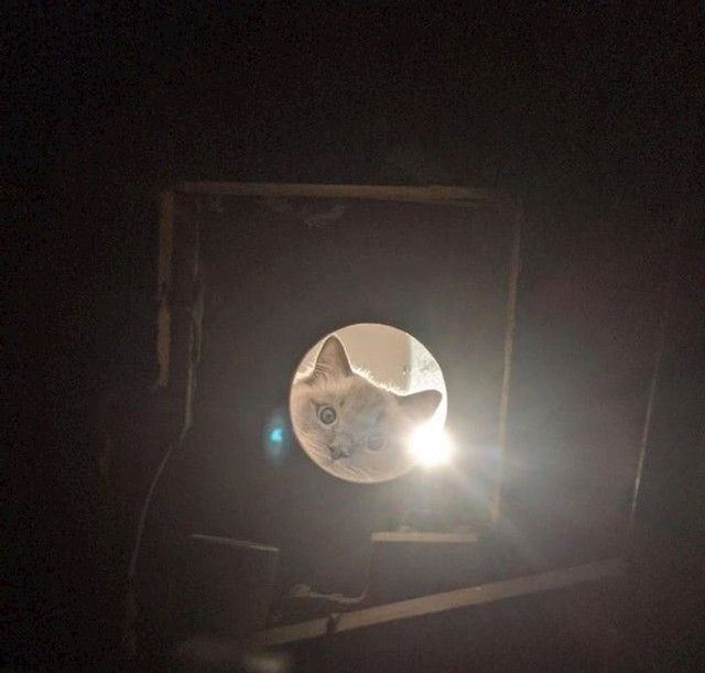 1. Vodoinstalater sam. Danas je na poslu svaki moj korak pratila ova slatka maca.