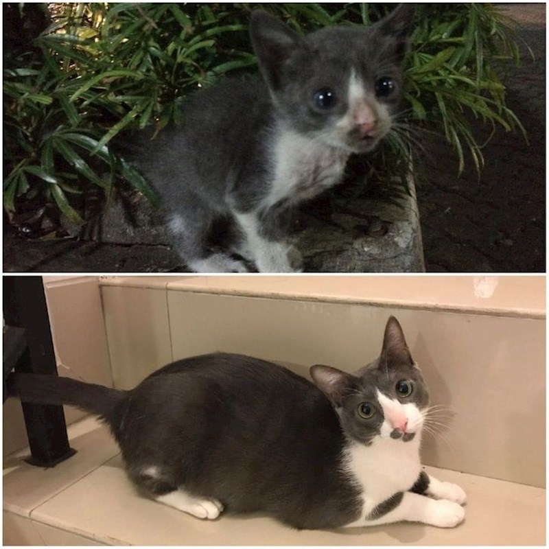 7. Predivna transformacija.