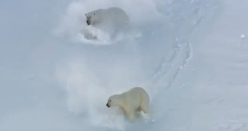 VIDEO 5 najsmješnijih divljih životinja snimljenih kamerom