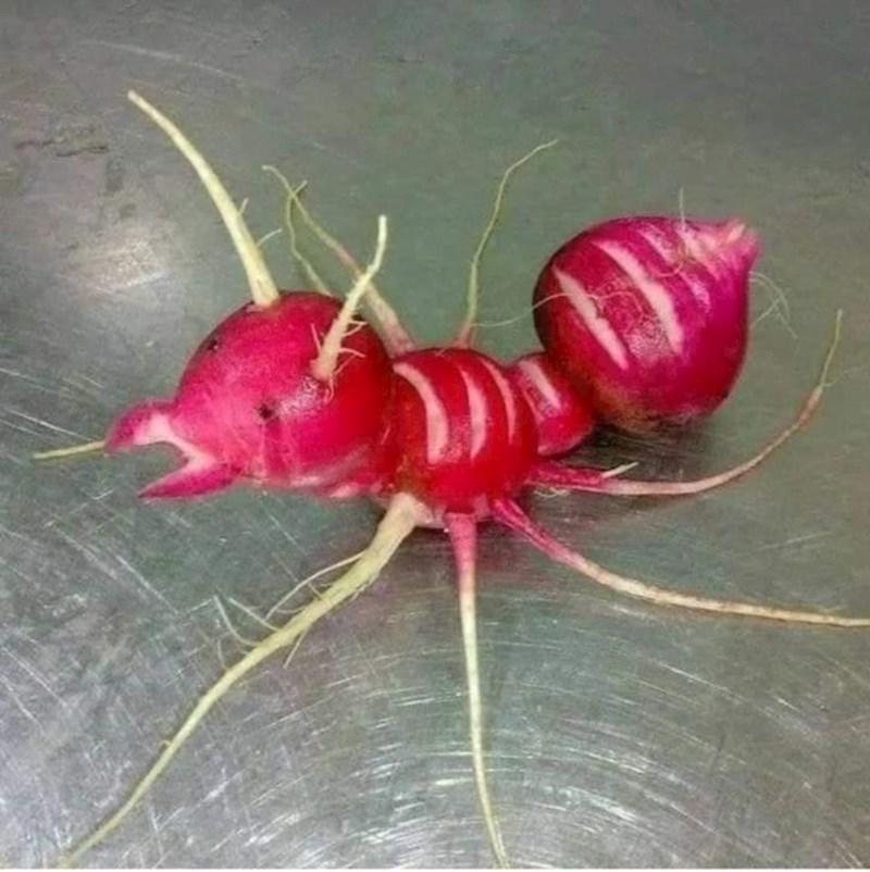 5. Rotkvica izgleda kao mrav.