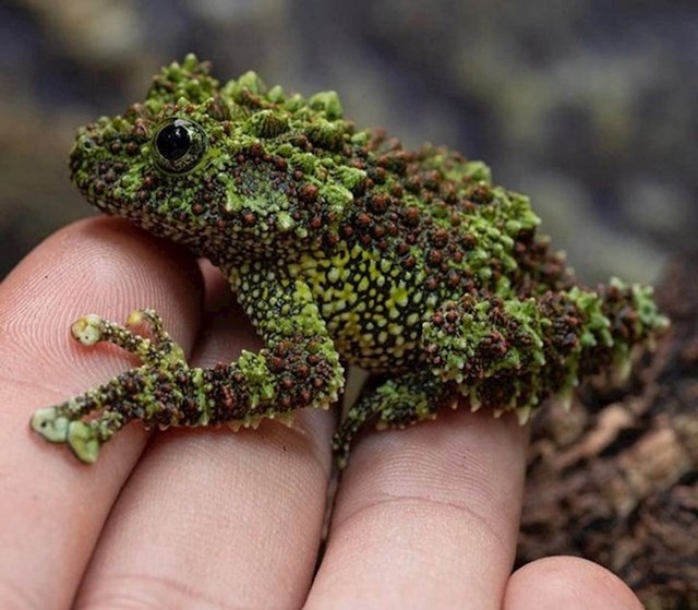 Ova žaba je majstorica kamuflaže.
