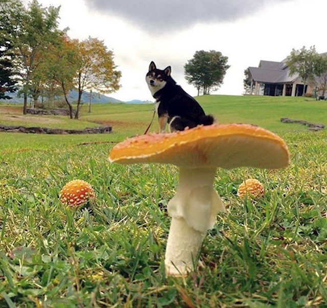Urnebesne fotke pasa koji su iz nekog razloga odlučili sjesti na gljive urnebesne fotke pasa koji su iz nekog razloga odlučili sjesti na gljive