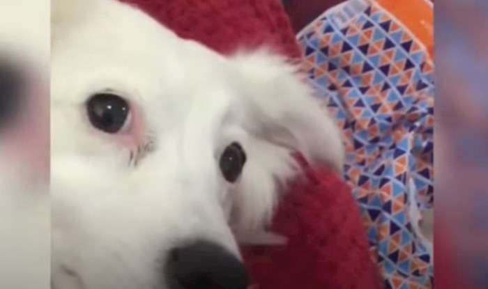 VIDEO Morate vidjeti urnebesnu reakciju ove kujice kad joj vlasnik kaže da je debela