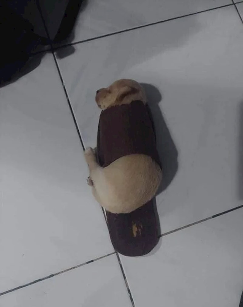 11. Najdraža "dekica" mu je stara šlapa