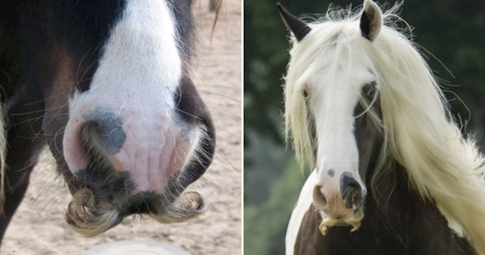 Sigurno niste znali da i konjima mogu narasti brkovi, pogledajte kako su smiješni