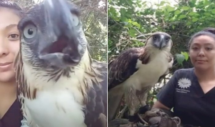 VIDEO Žena je uspjela razviti rijetko viđenu vezu s filipinskim orlom